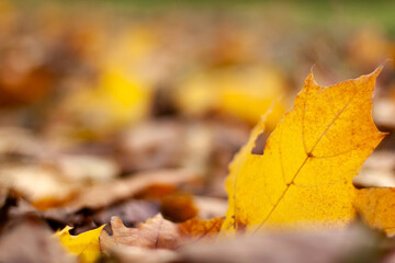 Autumn landscape of falling natural yellow orange brown leaves bokeh on trees. Blurred background and banner concept with copy space