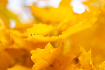 Autumn falling natural yellow orange leaves bokeh on trees. Blurred background and banner concept with copy space