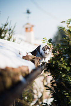 Siberian cat walking on gutter on snowy roof top