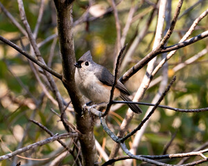 Titmouse stock photos. Titmouse close-up profile view perched on a branch with blur background in its environment and habitat. Image. Picture. Portrait.