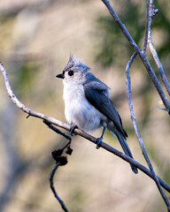 Titmouse stock photos. Titmouse close-up profile view perched on a branch, looking to the left side with blur background in its environment and surrounding.  Image. Picture. Portrait.