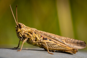 Detailed locust close-up