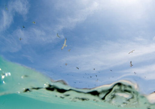 terns and wave