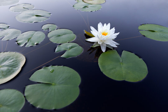 Tranquil scene with a white water lily floating on smooth water