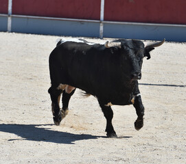 spanish black bull with big horns on the spectacle of bullfight