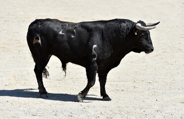 spanish black bull with big horns on the spectacle of bullfight