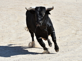 spanish black bull with big horns on the spectacle of bullfight