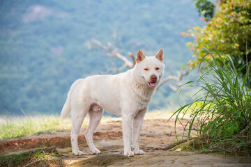 Obraz premium A white Chinese garden dog