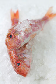 Red mullets on ice - close up