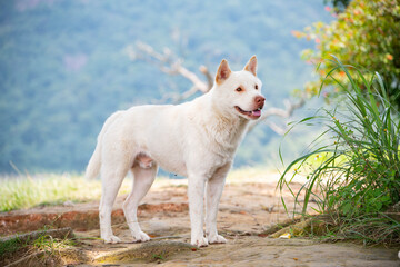 Obraz premium A white Chinese garden dog