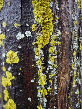 moss tree closeup bark wet