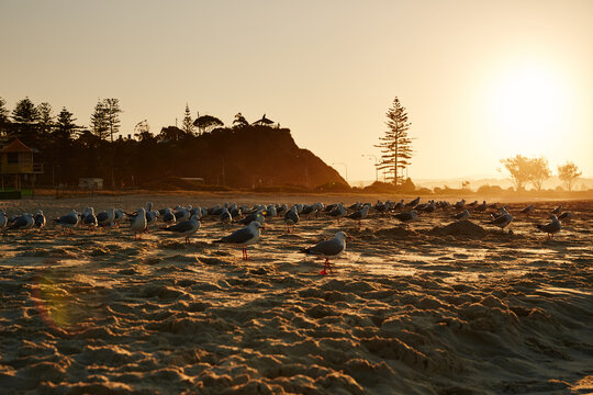Birds in the Sunset