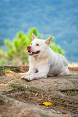 Naklejka na ściany i meble A white Chinese garden dog