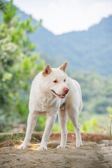 A white Chinese garden dog