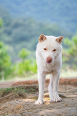 A white Chinese garden dog