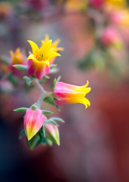 Echeveria trying to wake up