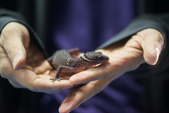 gecko on hand.