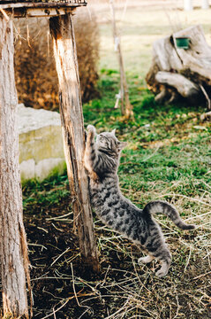 A cat stretching