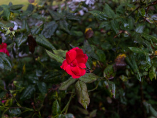 pink and red rose