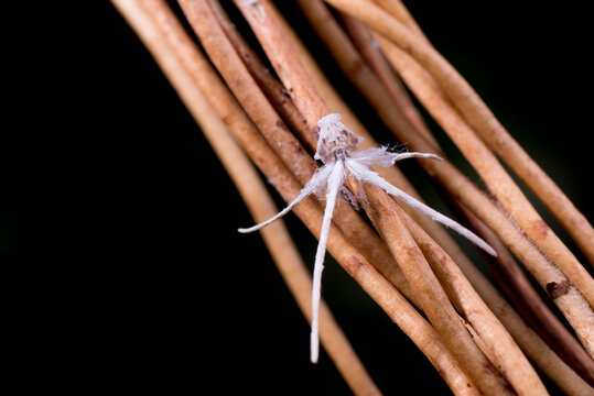 plant hopper
