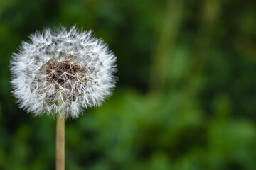 Detailed macro photo of fully formed white dandelion in the meadow against green grass background. Close up, copy space for text.