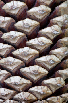 Close-up showing the pattern and repetition in a pine cone
