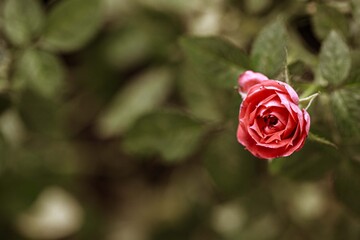 red rose with water drops