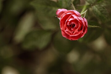 red rose with water drops