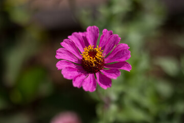 Obraz premium flower plant