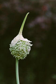 Garlic scape or garlic flower stem with flower bud just starting