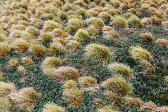 Windblown Grasslands