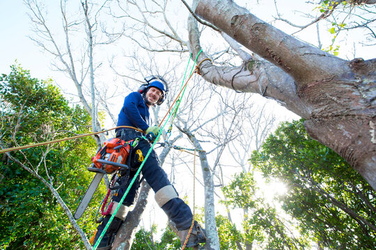 Portrait of Tree Surgeon working in the canopy of woodland trees.