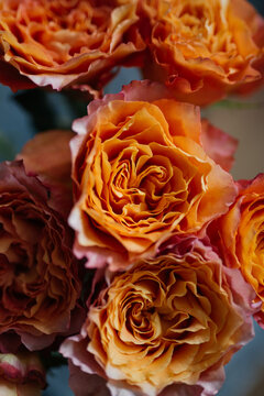 Beautiful roses close-up