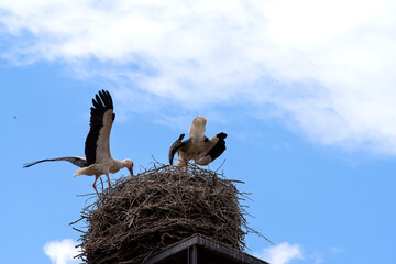 White Storks, Ciconia ciconia, in Linum, Brandenburg an der Havel