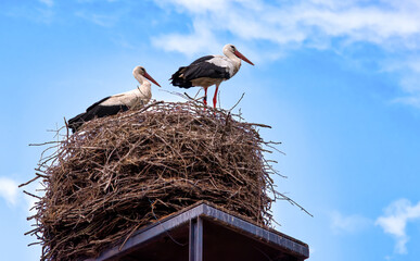 White Storks, Ciconia ciconia, in Linum, Brandenburg an der Havel