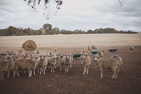 sheep in paddock