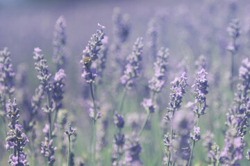 field lavender is in the morning  summer. The blur background.  Bee sits on lavender flower. Selective focus used.