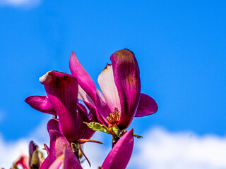 Purple Magnolias