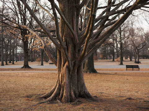 A barren tree on a winter morning