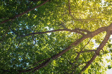 Fototapeta premium Sunlight Through Tree Leaves 