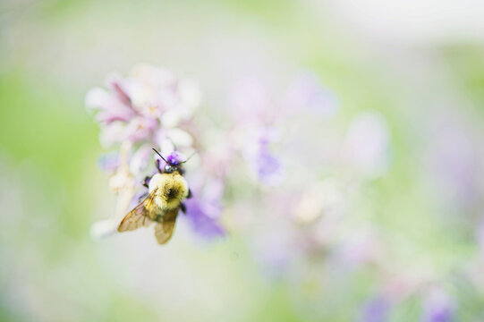 bee on catmint