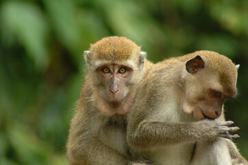Naklejka na ściany i meble Macaques monkeys in Kuala Lumpur, Malaysia