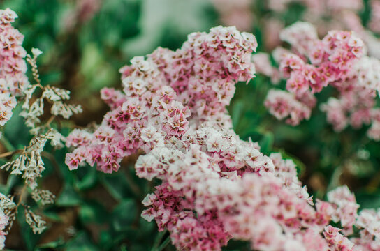 Bright pink and white flowers
