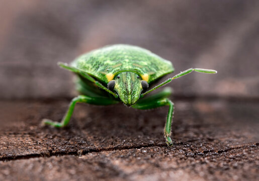Green Stink Bug Macro