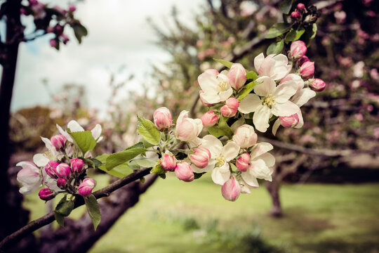 Apple blossom