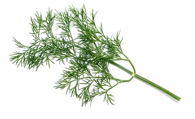 Dill green sprig on a white background.