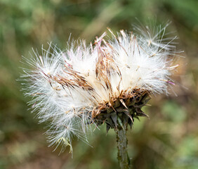 Thistle blooms in summer, nature. Prickly grass, plant.
