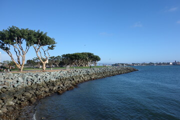 palm trees on the coast