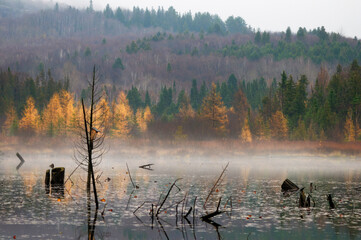 Autumn stock photos. Autumn scenery landscape showing fog, colourful trees, pond, colourful nature scene.