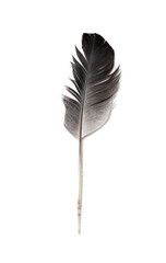 Pigeon feather isolated on a white background.